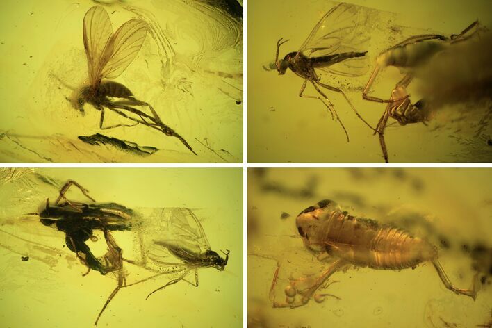 Three Fossil Flies And Cicada Larva In Baltic Amber #120616